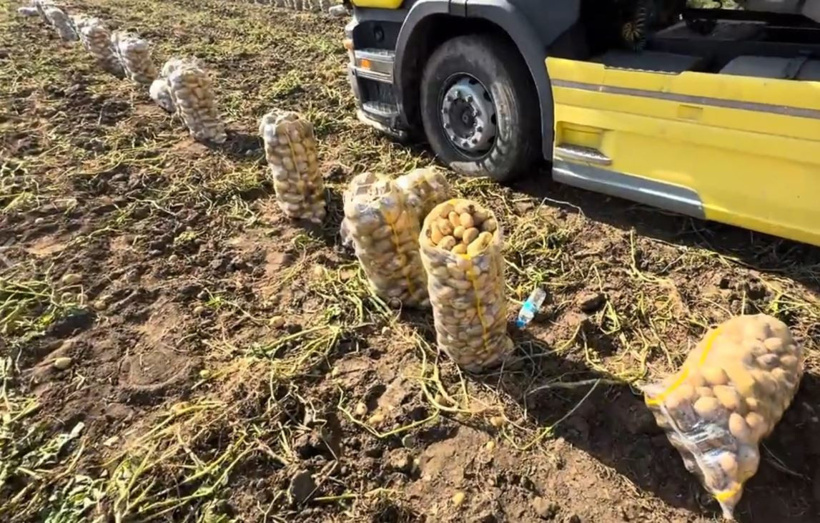 Kapış kapış gitti! Tonlarcasını çuval çuval ücretsiz dağıttı - Resim : 2