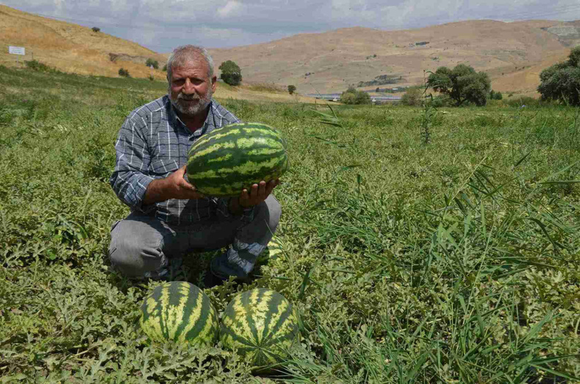 Kamyon kamyon yola çıkıyor: 3 bin 200 hektarda 230 bin ton üretim - Resim : 3