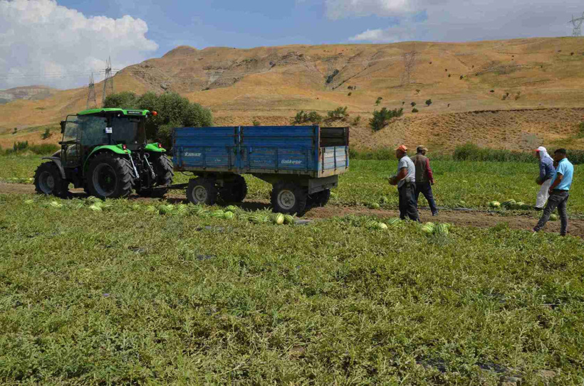 Kamyon kamyon yola çıkıyor: 3 bin 200 hektarda 230 bin ton üretim - Resim : 1