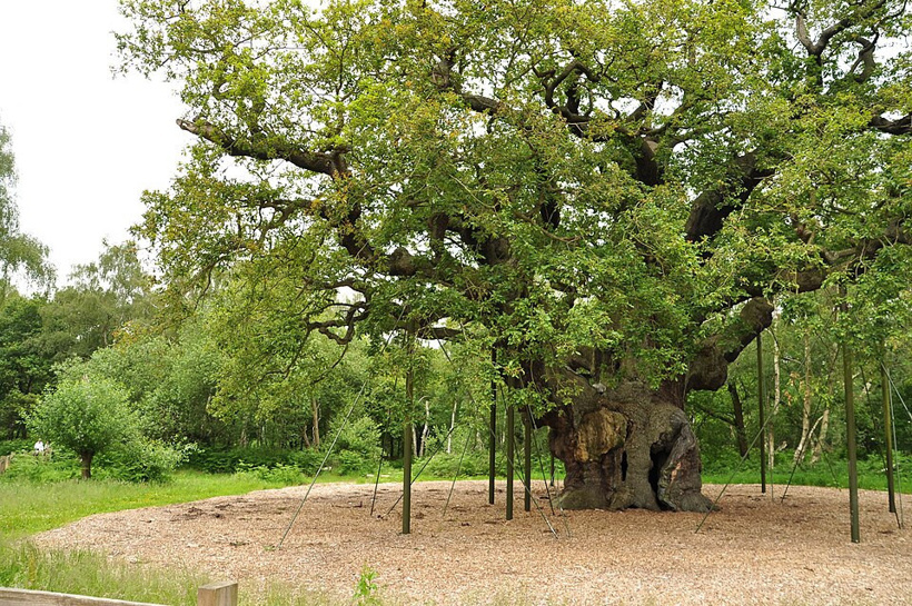Robin Hood'un saklandığı 1200 yıllık ağaç öldü! - Resim : 5