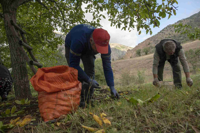 Giresun’da şaşırtan hasat: Titreştirme yöntemiyle topluyorlar! Kilosu 350 lira - Fotoğraf: 5