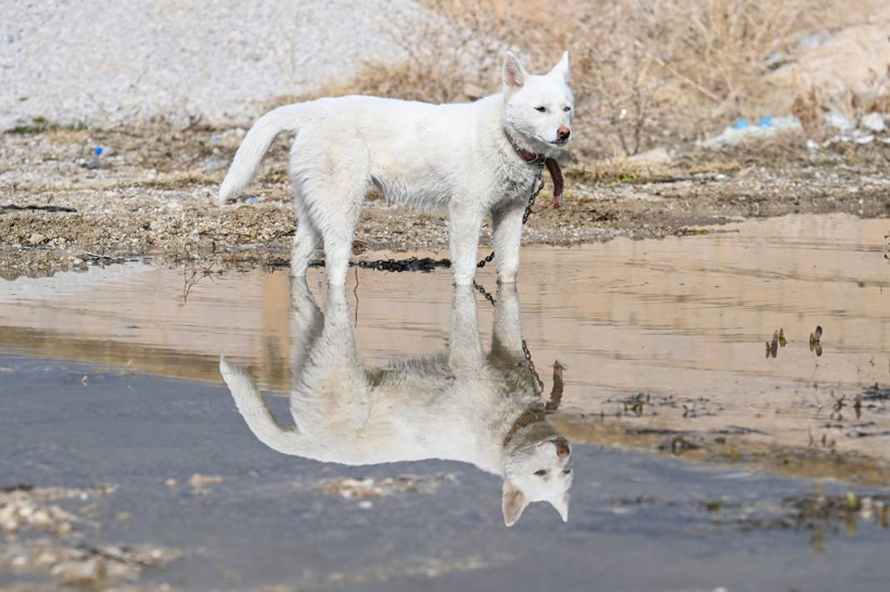 Van Kedisi Gibi Ama Kedi Değil! Gördüğünüz Bu Güzellik Karşısında Hayranlığınızı Gizleyemeyeceksiniz - Fotoğraf: 16
