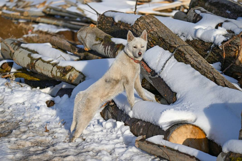 Van Kedisi Gibi Ama Kedi Değil! Gördüğünüz Bu Güzellik Karşısında Hayranlığınızı Gizleyemeyeceksiniz - Fotoğraf: 10
