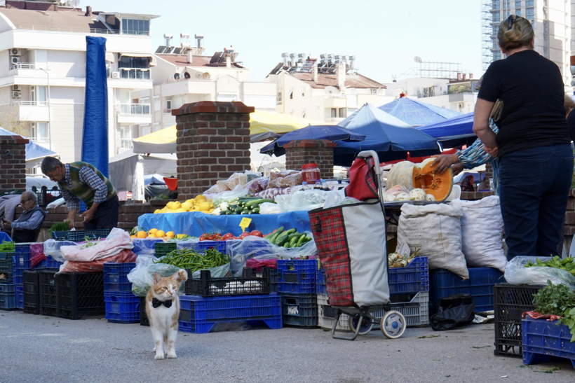 Eve hapsolan emeklinin imdadına bir sokak kedisi yetişti - Resim : 6