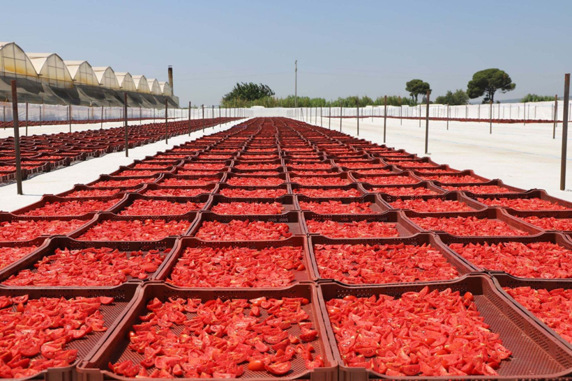 13-14 kilo domatesten sadece 1 kilo çıkıyor: Her yıl 40 bin ton üretiliyor - Fotoğraf: 4