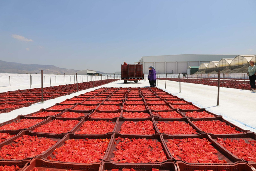 13-14 kilo domatesten sadece 1 kilo çıkıyor: Her yıl 40 bin ton üretiliyor - Fotoğraf: 6