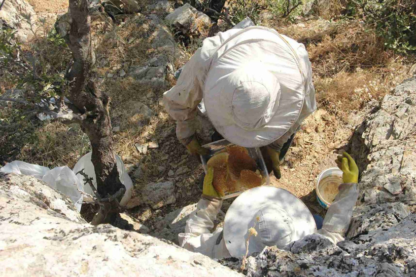 Sabah 04.30'da kalkıp yola çıkıyorlar! 2 kilometrelik sarp yamaçtan sofralara geliyor - Fotoğraf: 5