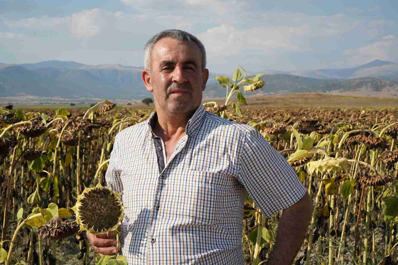 Tarlalar sapsarı oldu çiftçi günleri saymaya başladı: Bir dönümde 300 kilo mahsul bekleniyor - Resim : 3