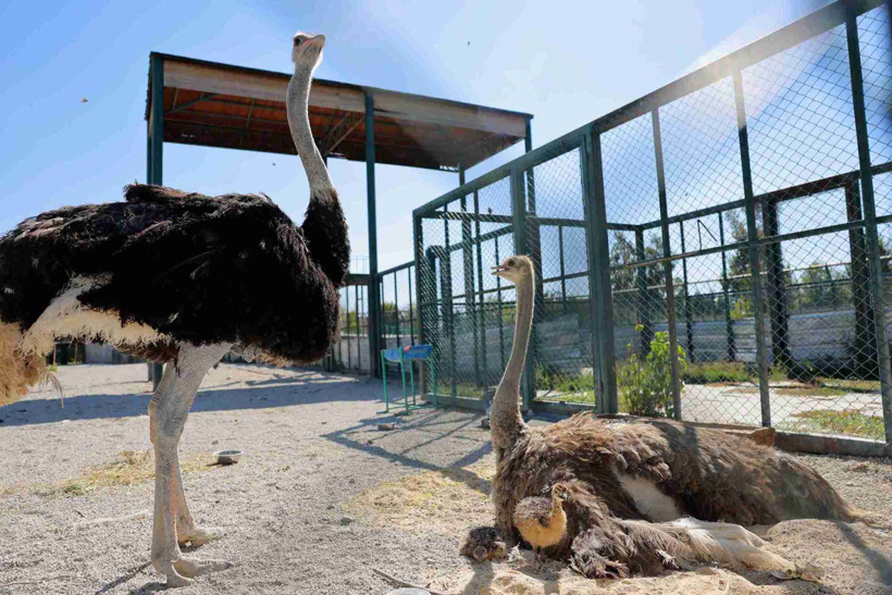 10 yıldır bu anı bekliyorlarmış: Yuvadan çıkan minikler herkesi sevindirdi - Fotoğraf: 2