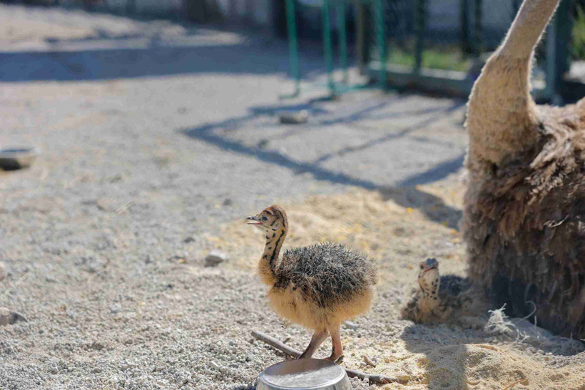 10 yıldır bu anı bekliyorlarmış: Yuvadan çıkan minikler herkesi sevindirdi - Fotoğraf: 3