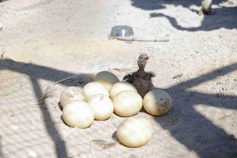 10 yıldır bu anı bekliyorlarmış: Yuvadan çıkan minikler herkesi sevindirdi - Fotoğraf: 6