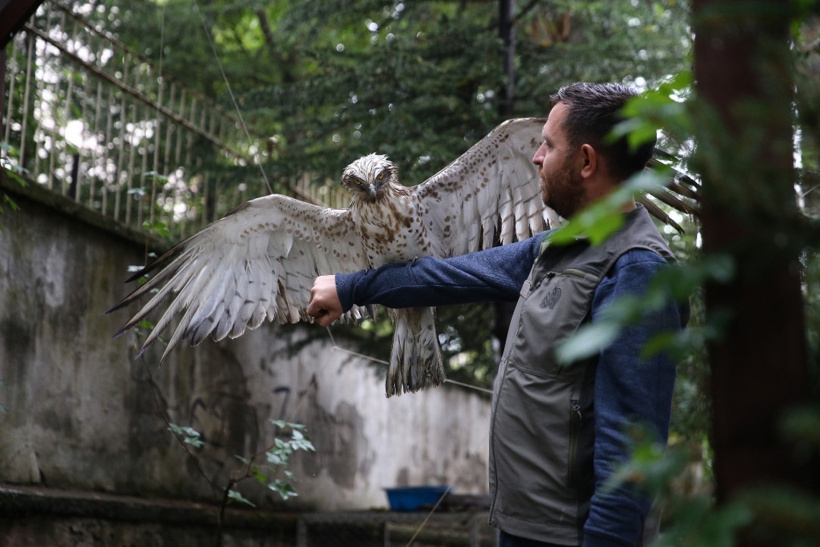 Günlerce aç kaldığı için uçamıyordu: Veteriner elleriyle ciğer yedirip kurtardı - Fotoğraf: 14