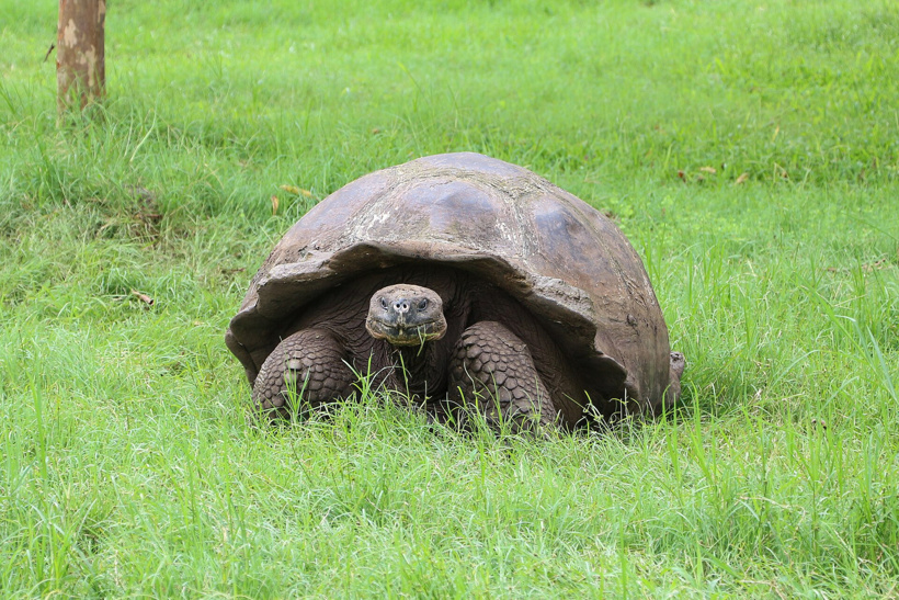 Adayı ele geçirdiler: Nüfusları insan sayısını geçti - Fotoğraf: 11