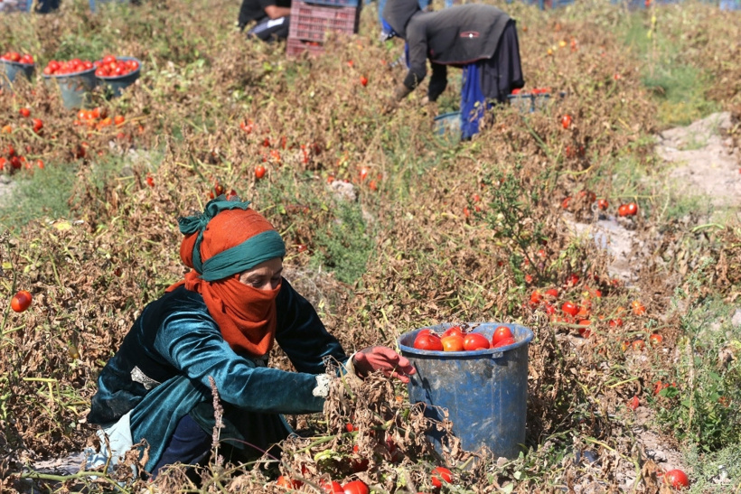 Erciyes'in eteklerinde kurutuluyor: 10 ülke birden sipariş yağdırdı - Fotoğraf: 8