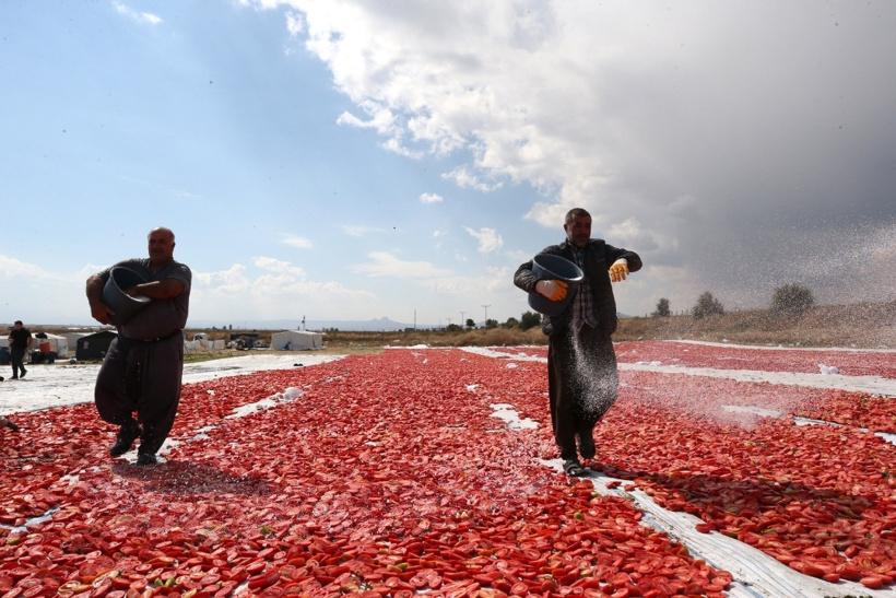 Erciyes'in eteklerinde kurutuluyor: 10 ülke birden sipariş yağdırdı - Fotoğraf: 3