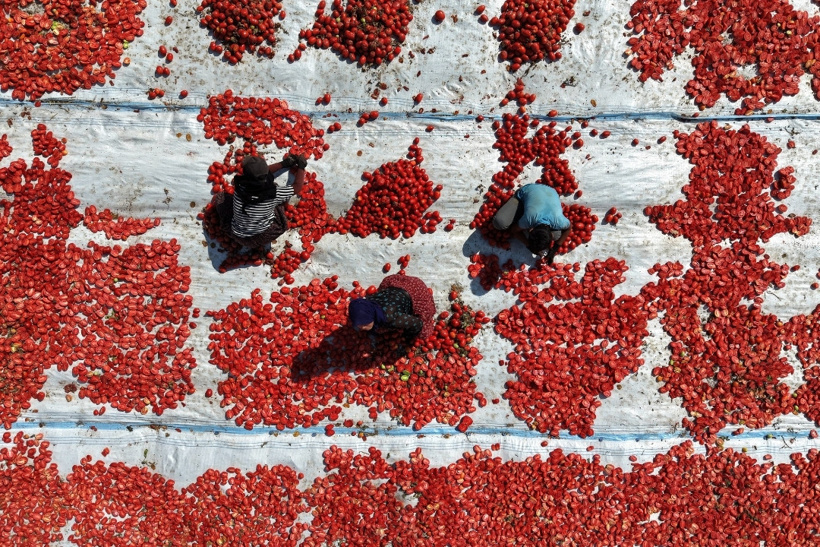 Erciyes'in eteklerinde kurutuluyor: 10 ülke birden sipariş yağdırdı - Fotoğraf: 2