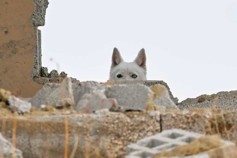 Van Kedisi Gibi Ama Kedi Değil! Gördüğünüz Bu Güzellik Karşısında Hayranlığınızı Gizleyemeyeceksiniz - Fotoğraf: 8