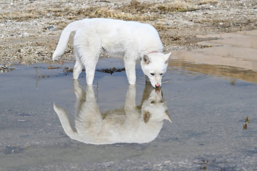 Van Kedisi Gibi Ama Kedi Değil! Gördüğünüz Bu Güzellik Karşısında Hayranlığınızı Gizleyemeyeceksiniz - Fotoğraf: 6