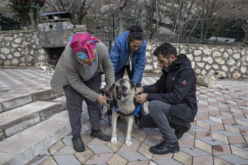 aa-20240226-33814278-33814271-arka-ayaklari-felc-olan-gumus-hayvanseverlerin-yurutec-destegiyle-yeniden-adim-atti-001.jpg