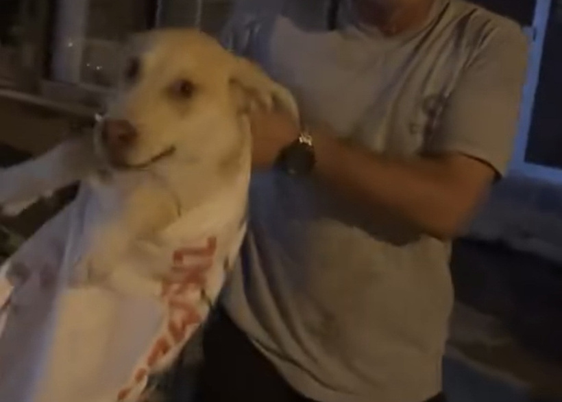 Çuvala konulan köpeği sokaktan geçen kadın kurtardı - Resim : 2