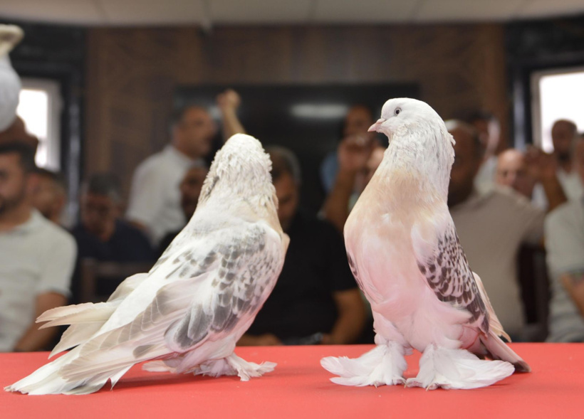 Bir ev parasına satılıyor! 200 tanesi Erzurum'da podyuma çıktı - Fotoğraf: 4