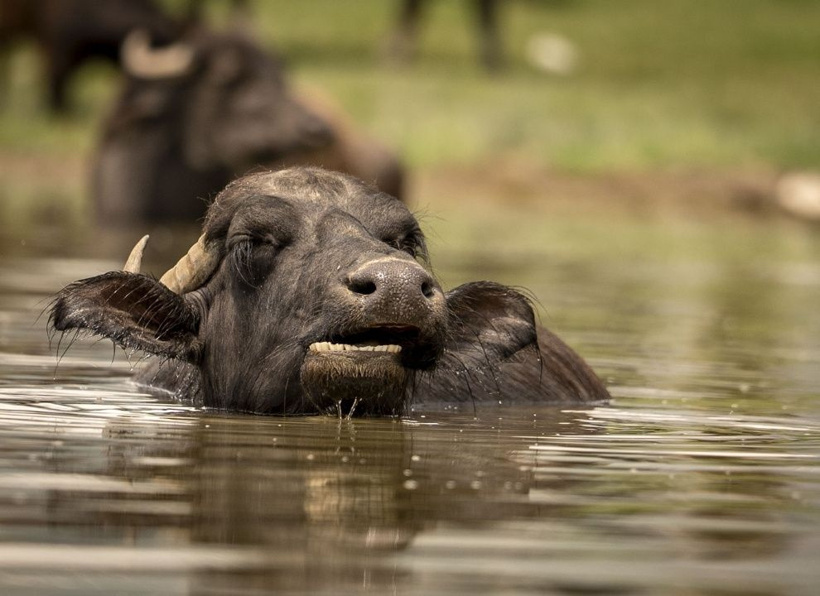 Burası Afrika değil Türkiye: Sıcaktan bunalan mandalar serinlemek için göllere koştu - Fotoğraf: 9