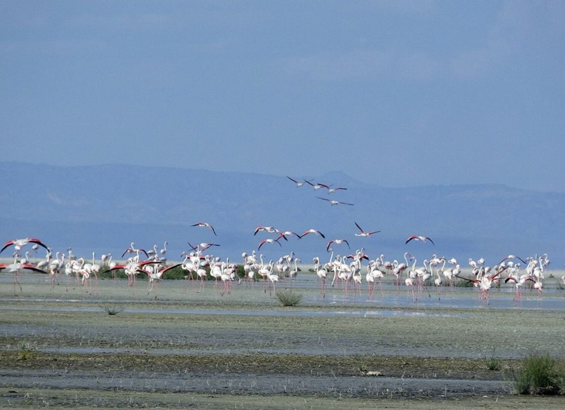 Kreş alanı doldu taştı: Tam 5 bin pembe yavru yumurtadan çıktı! - Fotoğraf: 3