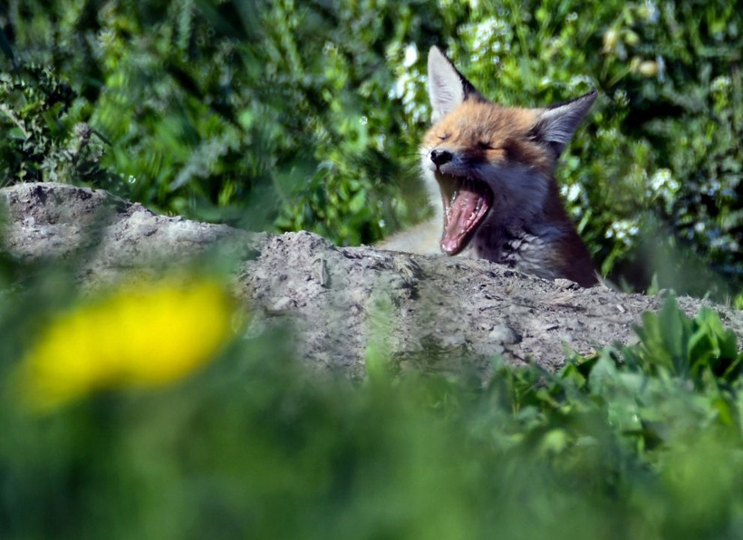 Çetin kışın ardından Kars'ta büyük sürpriz: Toprağın altından sırayla çıktılar! - Fotoğraf: 7