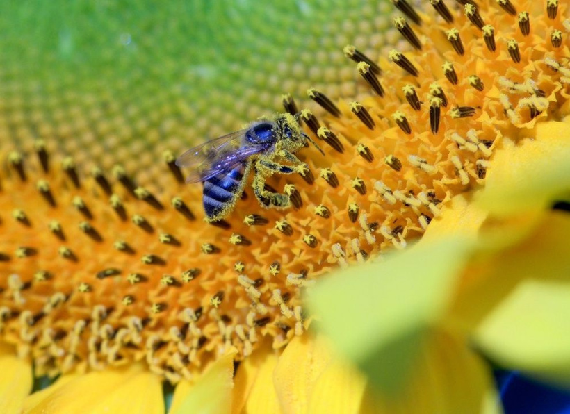 Trakya sarı gelinliğini giydi: Herkes onları görmek için akın ediyor - Fotoğraf: 6