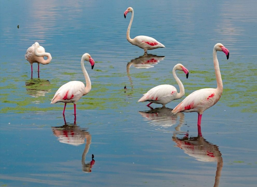 Kurumaktan son anda kurtulmuştu: Türkiye'nin cennet köşesi pembe kanatlarla renklendi - Fotoğraf: 10