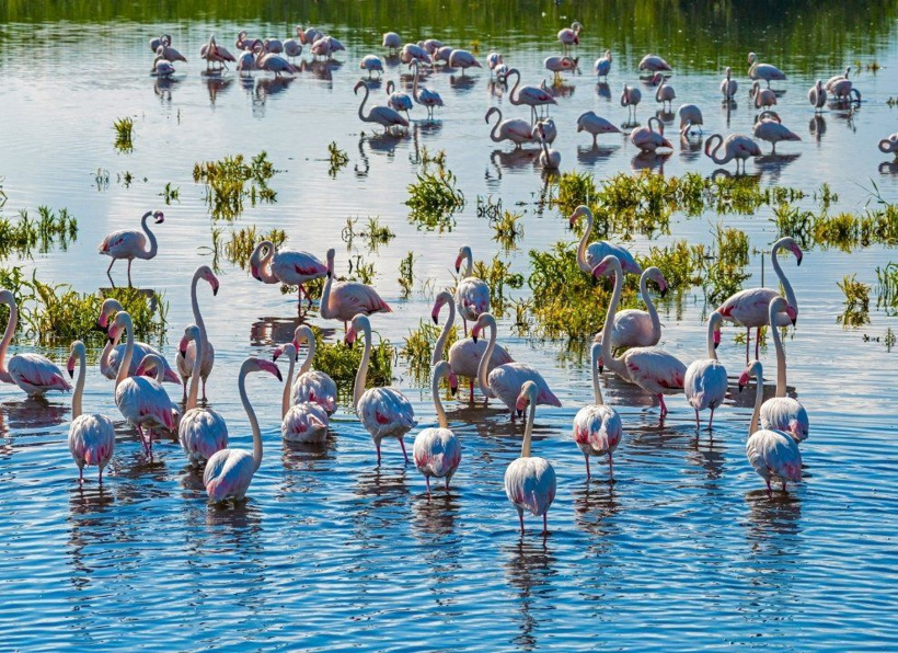Kurumaktan son anda kurtulmuştu: Türkiye'nin cennet köşesi pembe kanatlarla renklendi - Fotoğraf: 4
