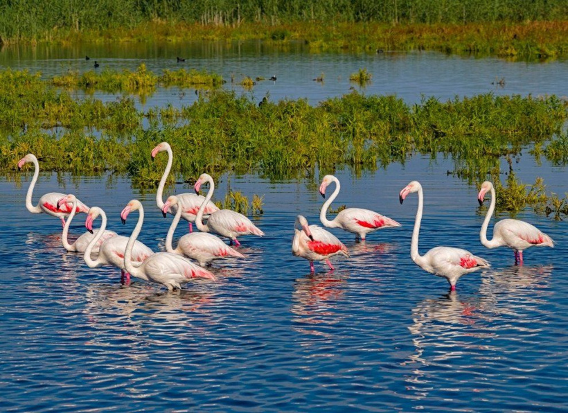 Kurumaktan son anda kurtulmuştu: Türkiye'nin cennet köşesi pembe kanatlarla renklendi - Fotoğraf: 3