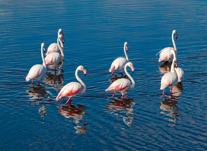 Kurumaktan son anda kurtulmuştu: Türkiye'nin cennet köşesi pembe kanatlarla renklendi - Fotoğraf: 18