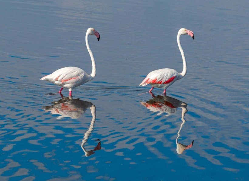 Kurumaktan son anda kurtulmuştu: Türkiye'nin cennet köşesi pembe kanatlarla renklendi - Fotoğraf: 13
