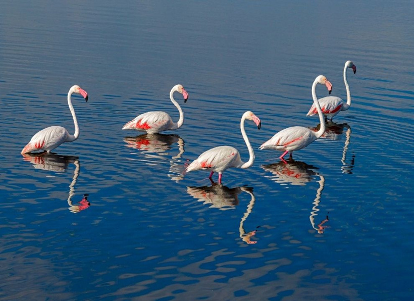 Kurumaktan son anda kurtulmuştu: Türkiye'nin cennet köşesi pembe kanatlarla renklendi - Fotoğraf: 8