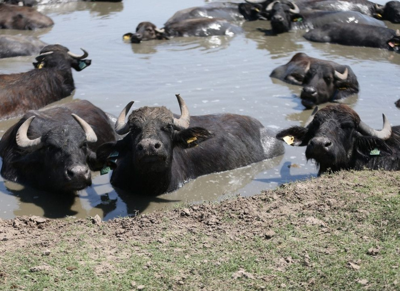 Balıkesir'in mandaları serin çamurlara daldı: Belgeselleri aratmadı - Fotoğraf: 13