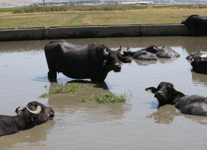 Balıkesir'in mandaları serin çamurlara daldı: Belgeselleri aratmadı - Fotoğraf: 12