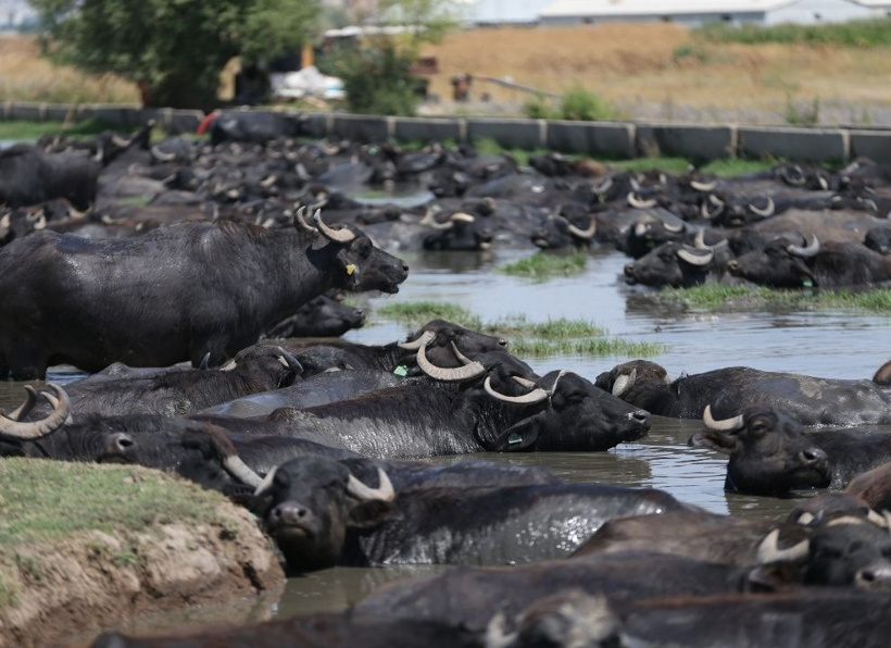 Balıkesir'in mandaları serin çamurlara daldı: Belgeselleri aratmadı - Fotoğraf: 8