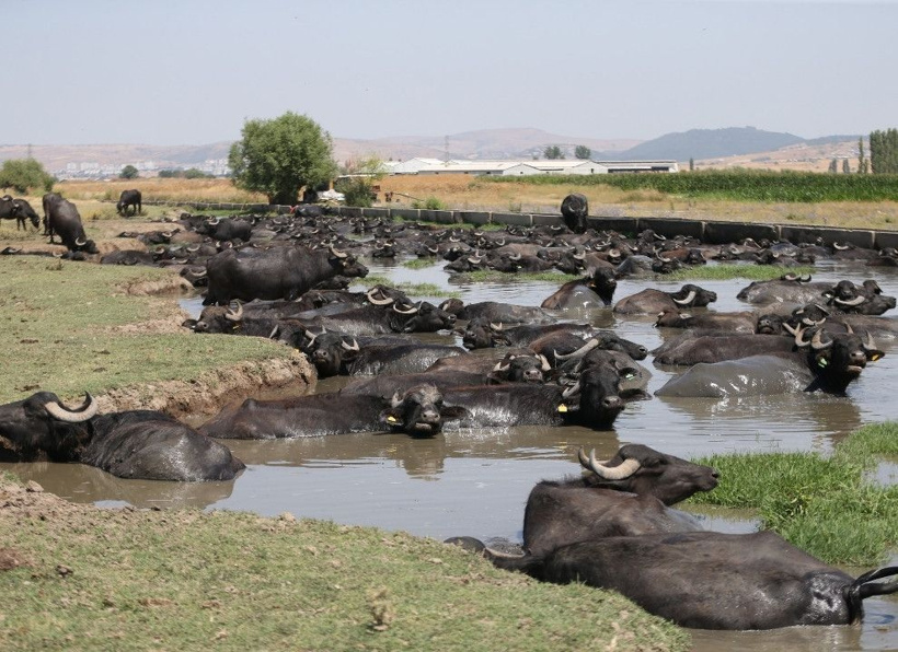 Balıkesir'in mandaları serin çamurlara daldı: Belgeselleri aratmadı - Fotoğraf: 7