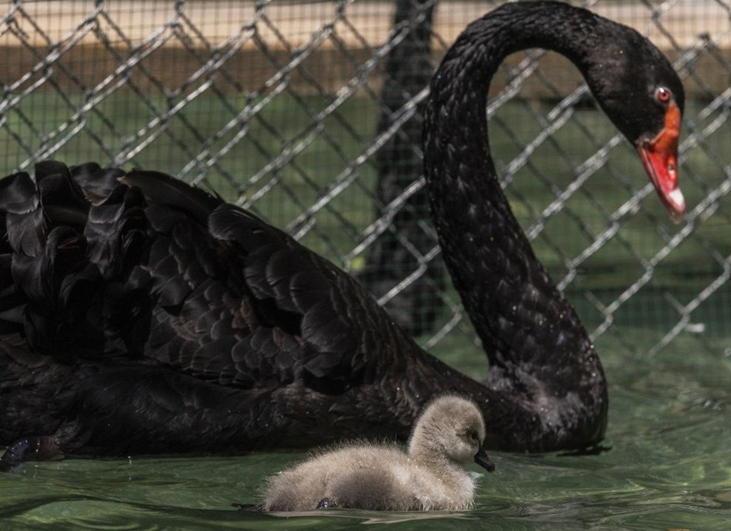 Kuğulu Park'ın efsane ailesi büyüyor: Anneleriyle ilk kez yüzdüler - Fotoğraf: 23