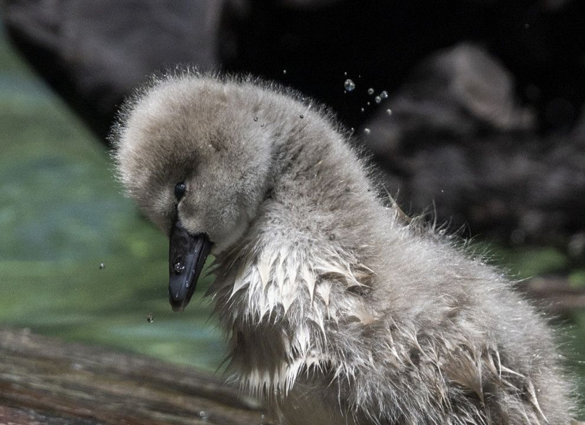 Kuğulu Park'ın efsane ailesi büyüyor: Anneleriyle ilk kez yüzdüler - Fotoğraf: 14