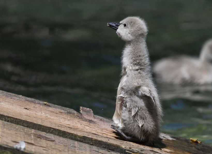 Kuğulu Park'ın efsane ailesi büyüyor: Anneleriyle ilk kez yüzdüler - Fotoğraf: 13