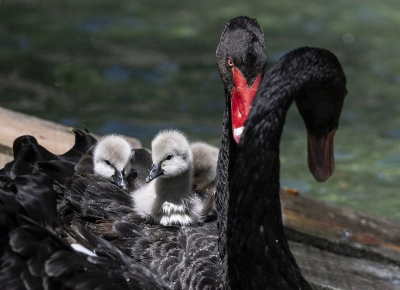 Kuğulu Park'ın efsane ailesi büyüyor: Anneleriyle ilk kez yüzdüler - Fotoğraf: 12