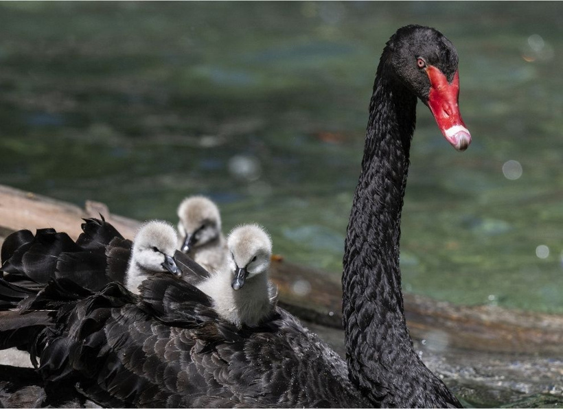 Kuğulu Park'ın efsane ailesi büyüyor: Anneleriyle ilk kez yüzdüler - Fotoğraf: 11