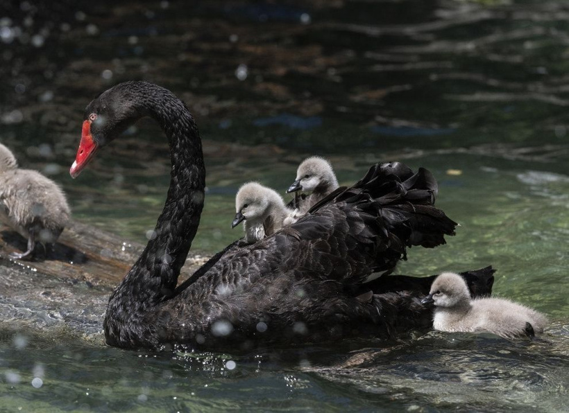 Kuğulu Park'ın efsane ailesi büyüyor: Anneleriyle ilk kez yüzdüler - Fotoğraf: 10