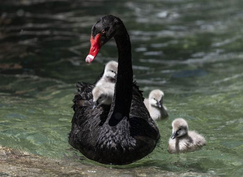 Kuğulu Park'ın efsane ailesi büyüyor: Anneleriyle ilk kez yüzdüler - Fotoğraf: 9