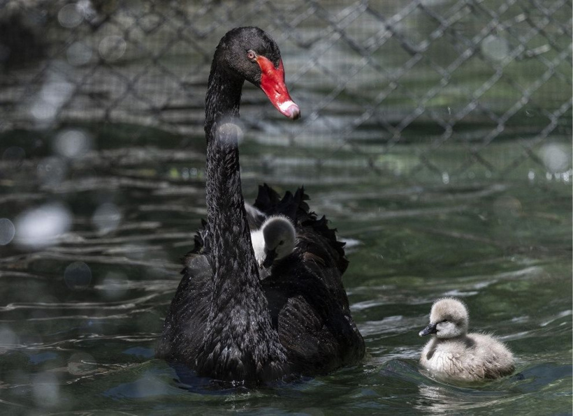 Kuğulu Park'ın efsane ailesi büyüyor: Anneleriyle ilk kez yüzdüler - Fotoğraf: 8