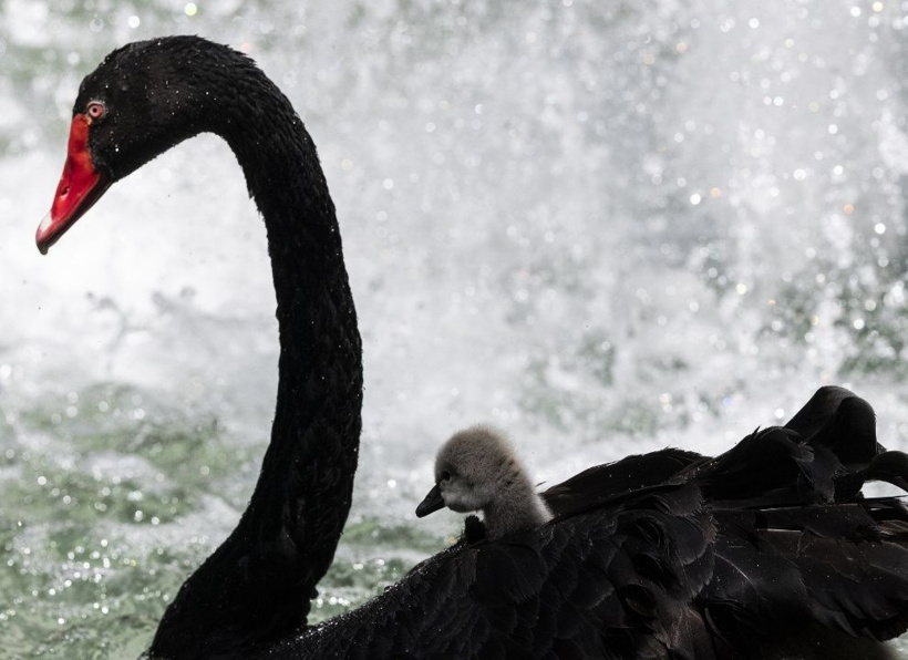 Kuğulu Park'ın efsane ailesi büyüyor: Anneleriyle ilk kez yüzdüler - Fotoğraf: 7