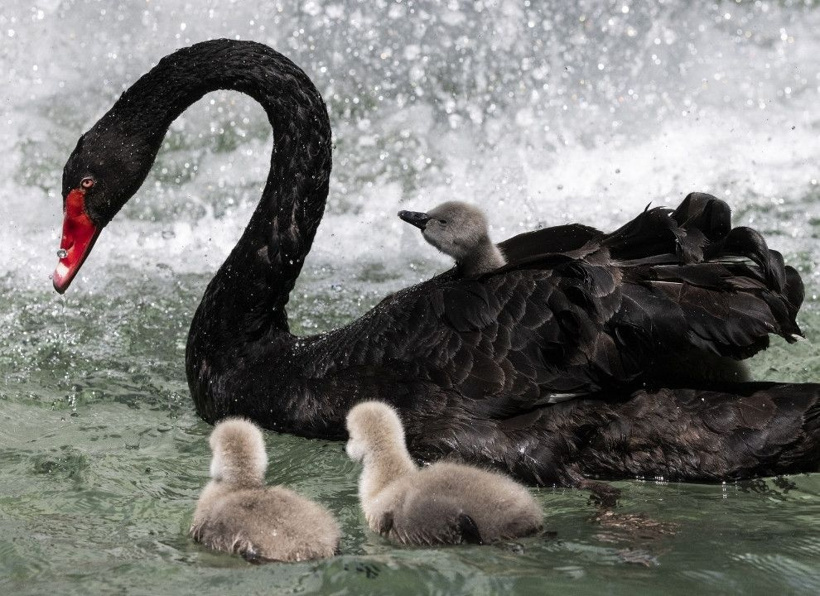 Kuğulu Park'ın efsane ailesi büyüyor: Anneleriyle ilk kez yüzdüler - Fotoğraf: 6