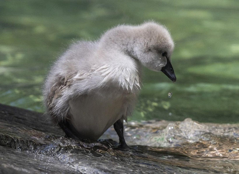 Kuğulu Park'ın efsane ailesi büyüyor: Anneleriyle ilk kez yüzdüler - Fotoğraf: 22